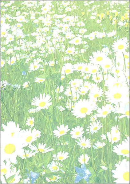 SIGEL DP694 Writing Paper "Sunflower" A4 90 Gsm 100 Sheets 25 For Sale Online | UK